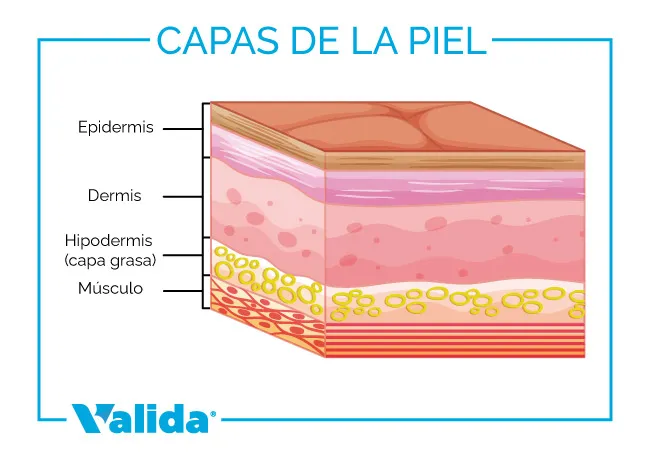 Capas que tiene la piel.