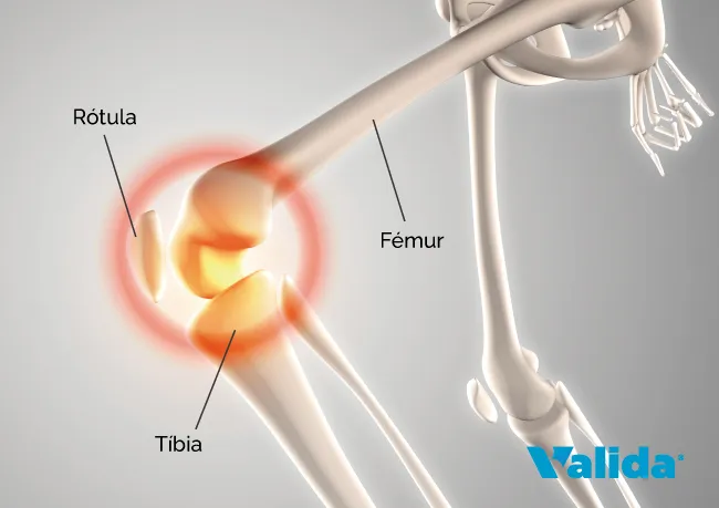 Formación de la rodilla.