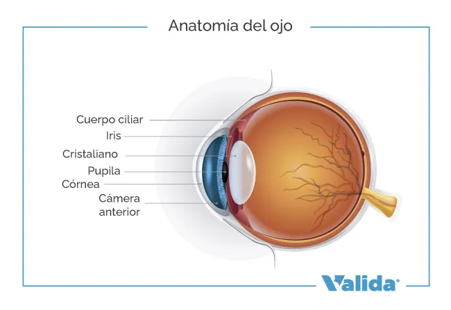 Anatomía del ojo