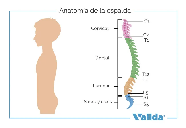 Anatomía de la espalda de una persona