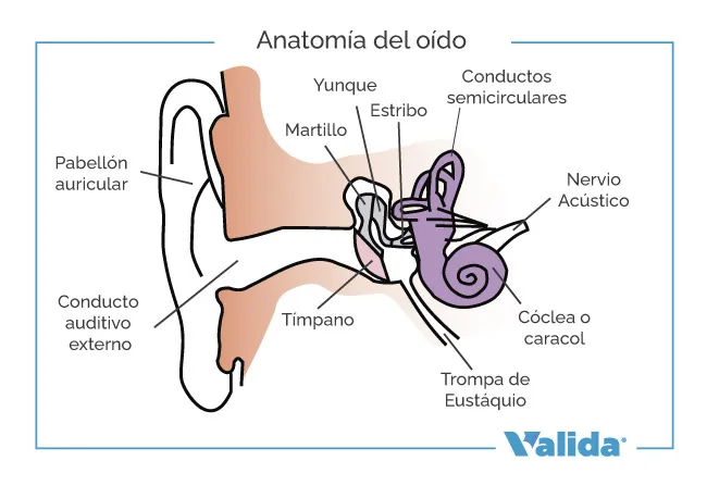 Com és l'orella per dins