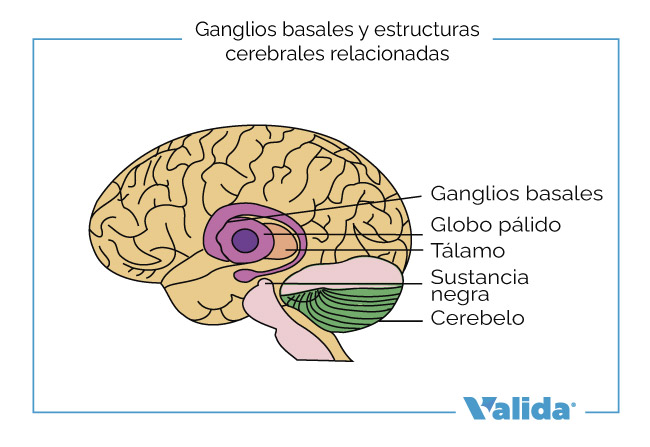 Ganglios basales