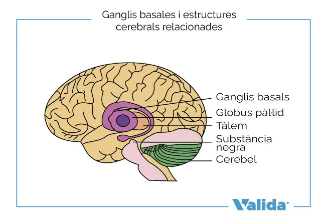 Parts del cervell