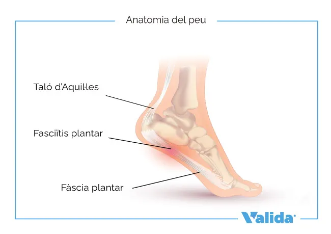 Anatomia del peu