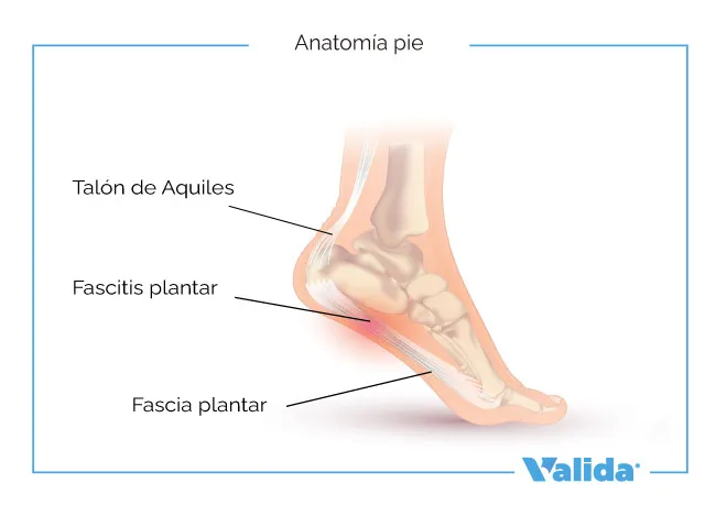 Anatomía del pie