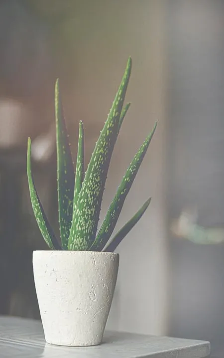 Planta medicinal
