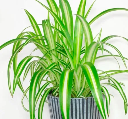 Decoración con plantas de interior