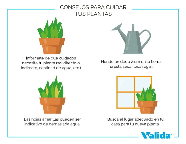 Consejos para cuidar plantas de interior
