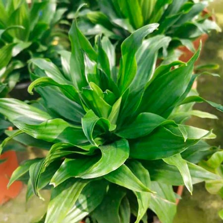 Planta con hojas verdes