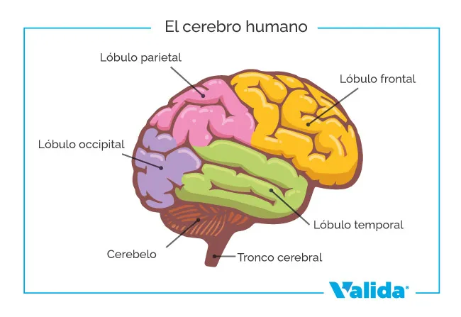 Partes del cerebro humano