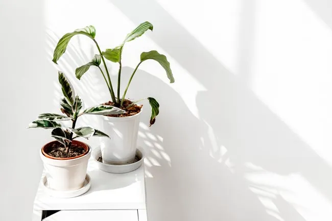 plantas de interior poca luz