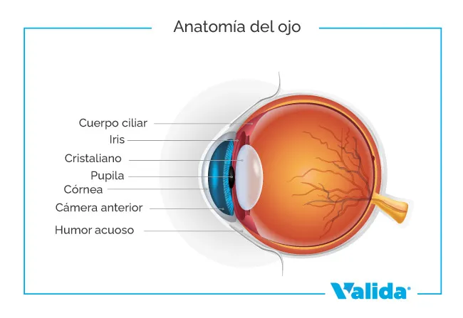 Anatomia de l'ull humà