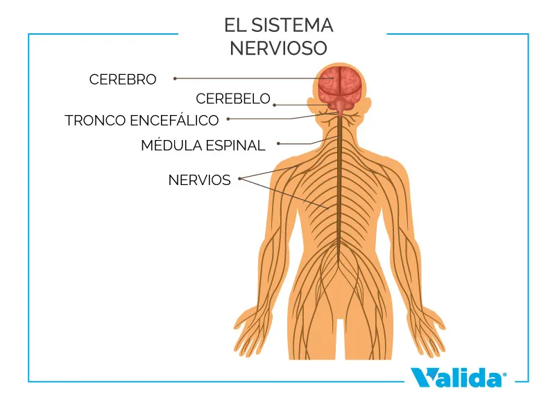 Sistema nervioso cuerpo humano