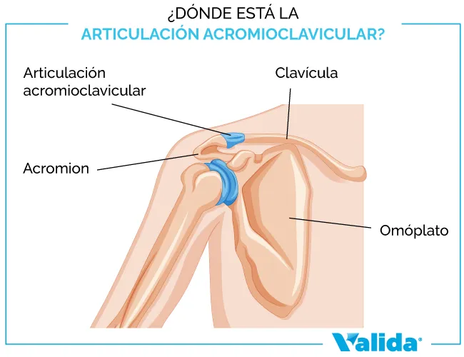 dónde se encuentran las articulaciones acromioclaviculares