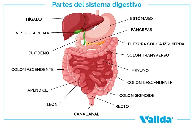 partes del sistema digestivo 