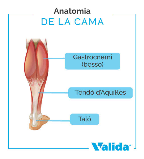 Com és la cama d'un humà