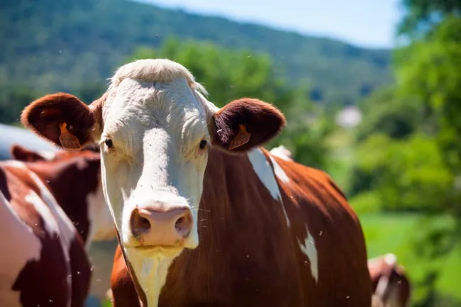 Cambiar la carne para alimentación en base a verduras